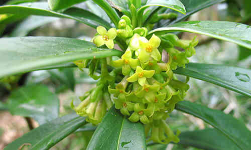 laureola planta curativa