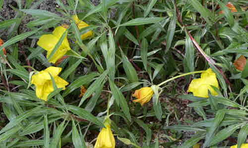 planta onagra