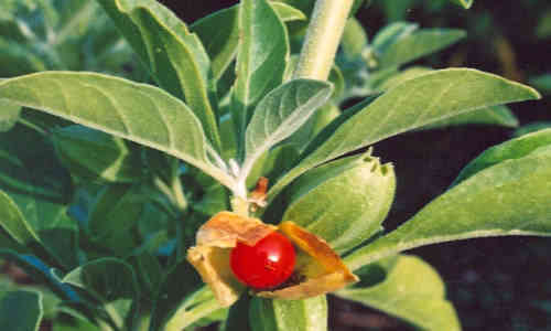 foto planta Bufera