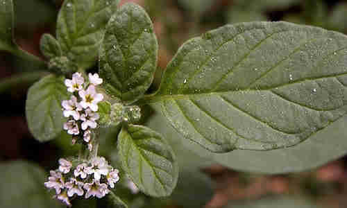 planta Verrucaria