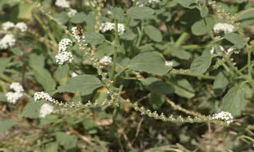 planta Verrucaria