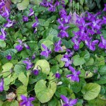 fotos planta violetas