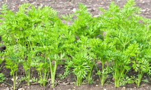 planta zanahorias