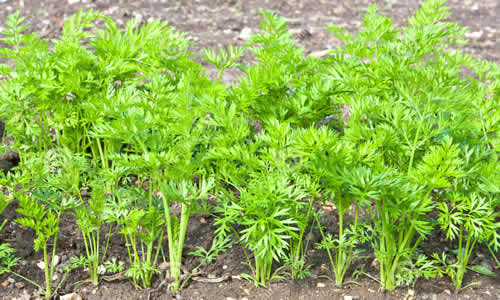 planta zanahorias