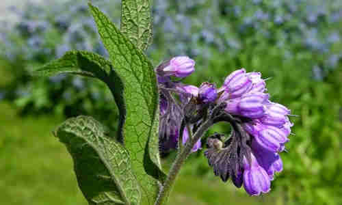 planta Consuelda