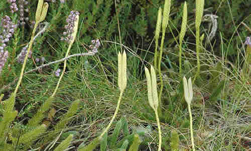 planta medicinal licopodio