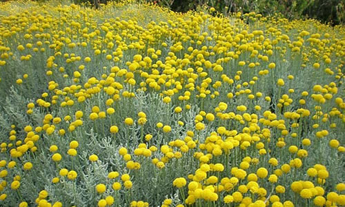 Abrotano hembra planta medicinal