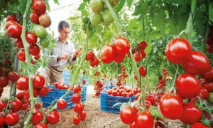 planta tomates