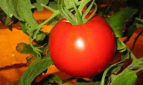 planta tomates