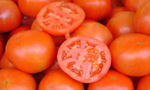 planta tomates