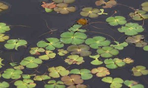 fotos planta trebol-de-agua