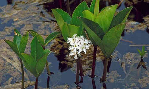 fotos planta trebol-de-agua