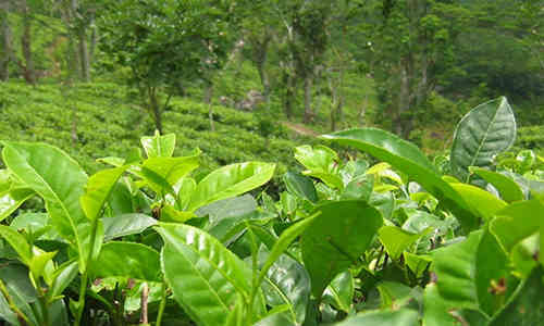que planta es el té verde