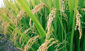 foto planta arroz