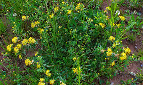 fotos plantas vulneraria