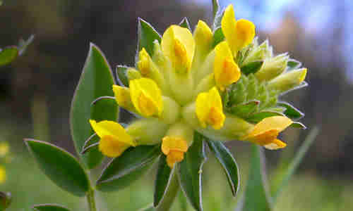 fotos de la planta vulneraria