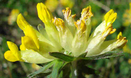 fotos de la planta vulneraria