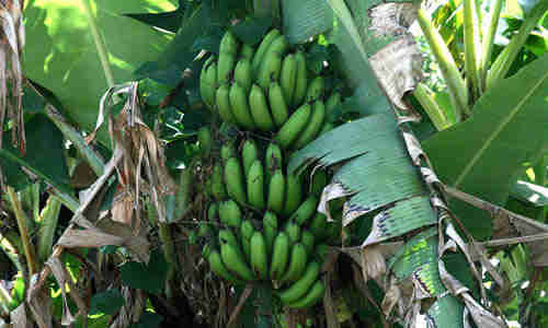 fotos planta Platanos