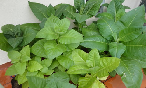 tabaco plantas curativas