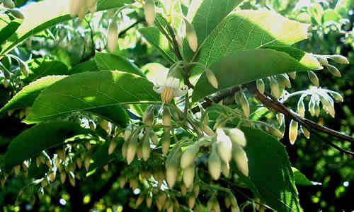 benjui planta curativa