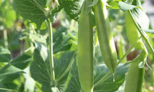 fotos plantas guisantes