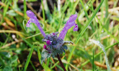 foto planta ortiga muerta