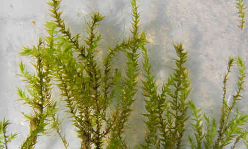 fotos planta musgo de agua