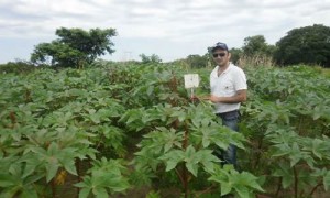 planta tartago