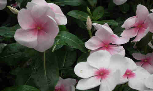 foto planta Vinca rosea