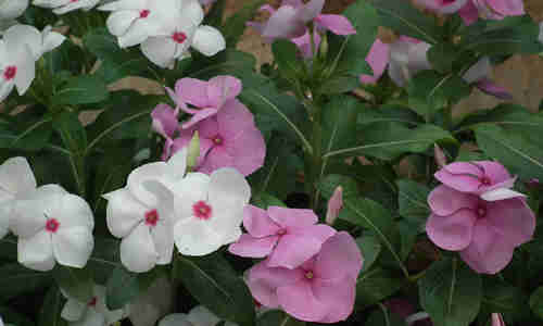 foto planta Vinca rosea