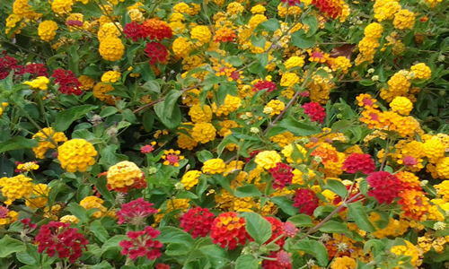 Lantana planta medicinal