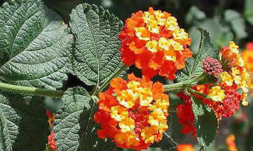 Lantana planta medicinal