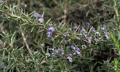 Romero planta medicinal