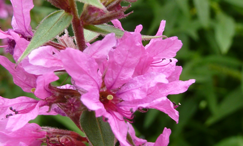 Salicaria planta