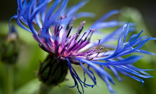 flor de la planta aciano