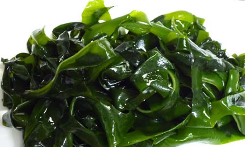 Alga kombu