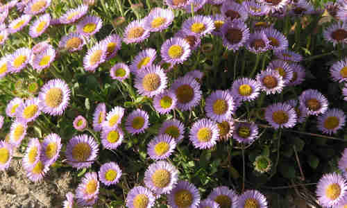 erigeron