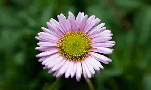 erigeron planta curativa