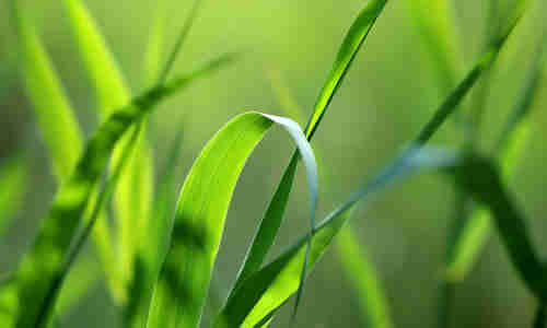 grama planta