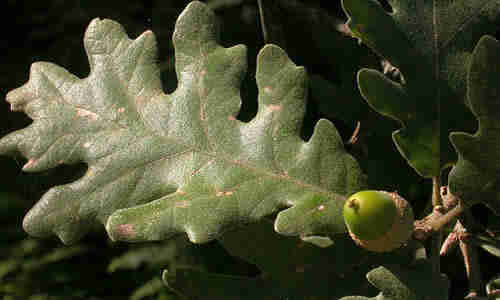 planta marojo