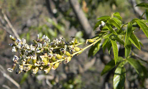 planta culen