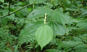 fotos planta Jaborandi