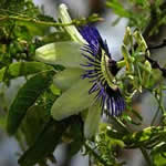 La Pasiflora como medicina natural - Tusplantasmedicinales.com