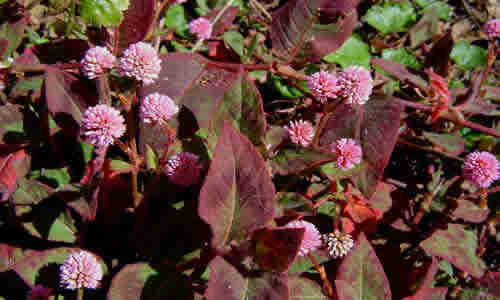 fotos Persicaria