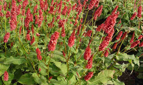 fotos Persicaria