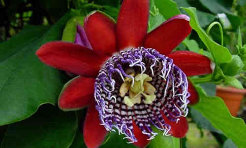 flor de pasiflora