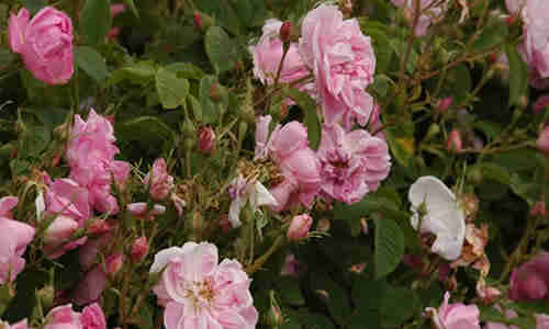 fotos Rosa centifolia