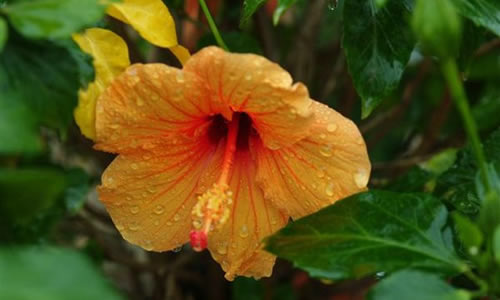 planta hibisco