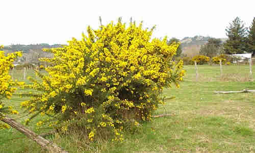 arbol Espinillo