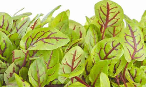 fotos planta Acedera